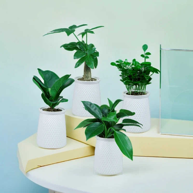 【盆栽四件套】发财树琴叶榕金钻九里香桌面小盆栽植物水培好养