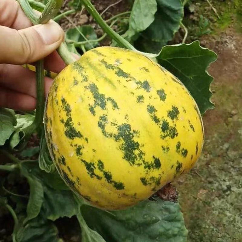 【顺丰包邮】八里香香瓜 头茬脆甜多汁甜瓜 新鲜采摘 当季水果