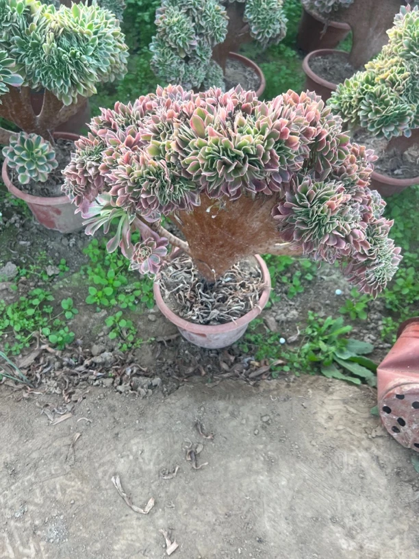 中大女神缀盆栽，脱土发货