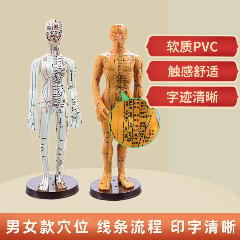 人体模型中医穴位针灸高清全身经络扎针练习教学礼品通用