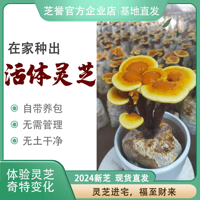活体菌包赤灵芝观赏灵芝盆栽