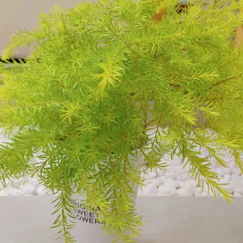 一楼花园黄金香柳多年生庭院阳台露台美观高品质植物