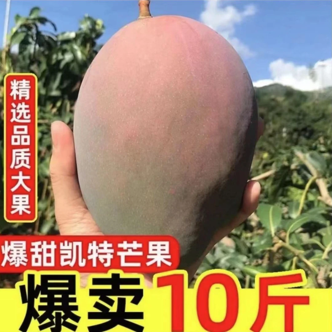 正宗凯特大芒果精选爆甜 攀枝花纯甜无酸无丝无筋新鲜芒果8-10斤