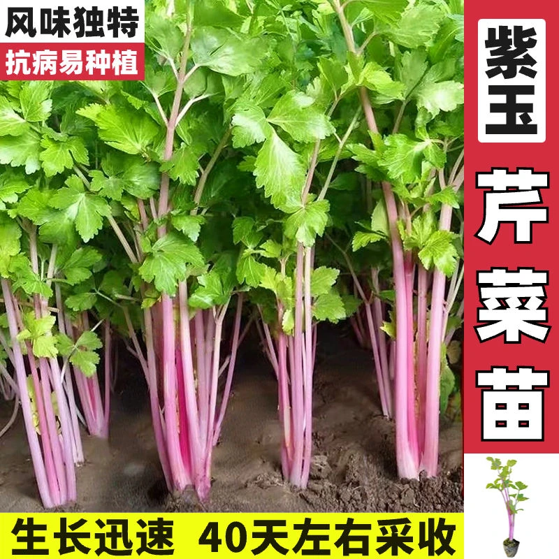 紫芹菜苗秧苗补血耐热耐寒盆栽红芹菜紫杆芹菜香芹阳台西芹种子苗