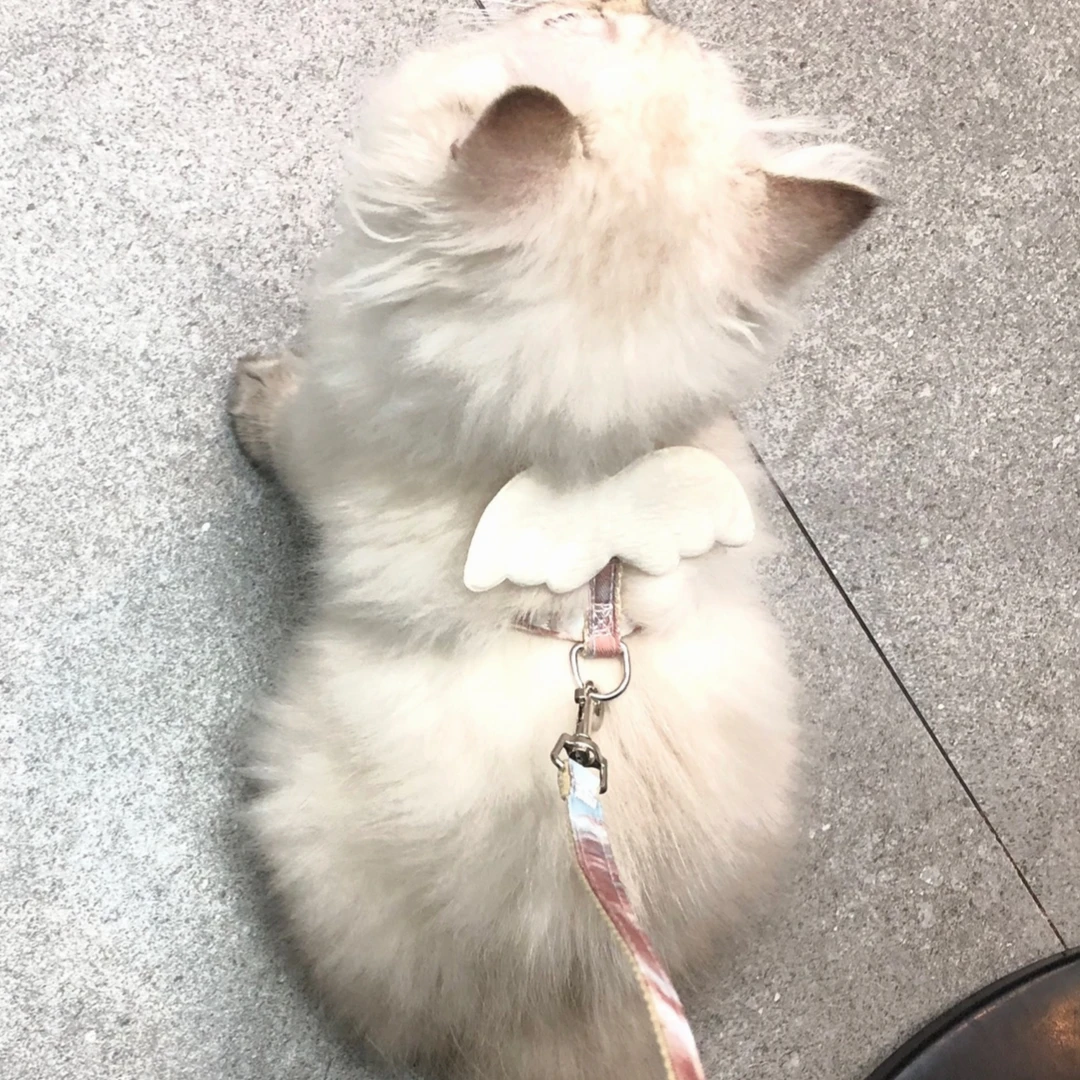 猫咪牵引绳溜猫绳背心式防挣脱狗狗牵引绳外出专用胸背带宠物用品