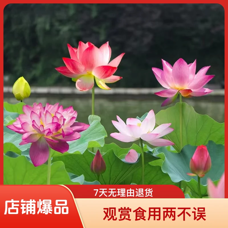 高产莲藕苗食用藕种藕苗荷花盆栽水养缸桶水田池塘种植