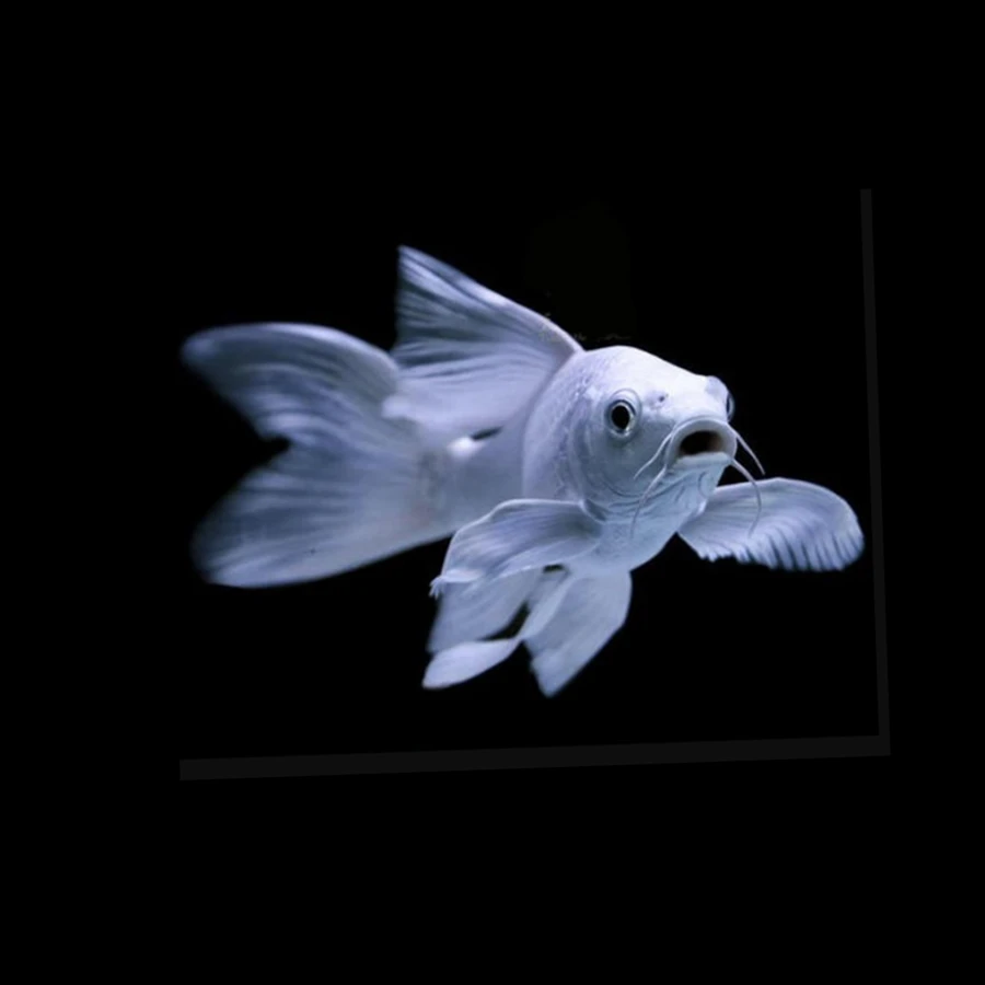 台湾蝴蝶鲤大鳍大尾冷水观赏鱼球体短身普身精品蝴蝶鲤鱼纯种活体