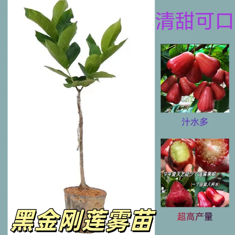 黑金刚莲雾苗大叶红黑糖芭比莲雾树苗嫁接苗盆栽阳台庭院四季挂果