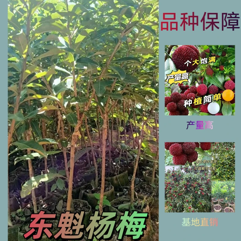 杨梅树苗正宗嫁接东魁杨梅苗水晶杨梅黑炭杨梅南北方种植地栽盆栽