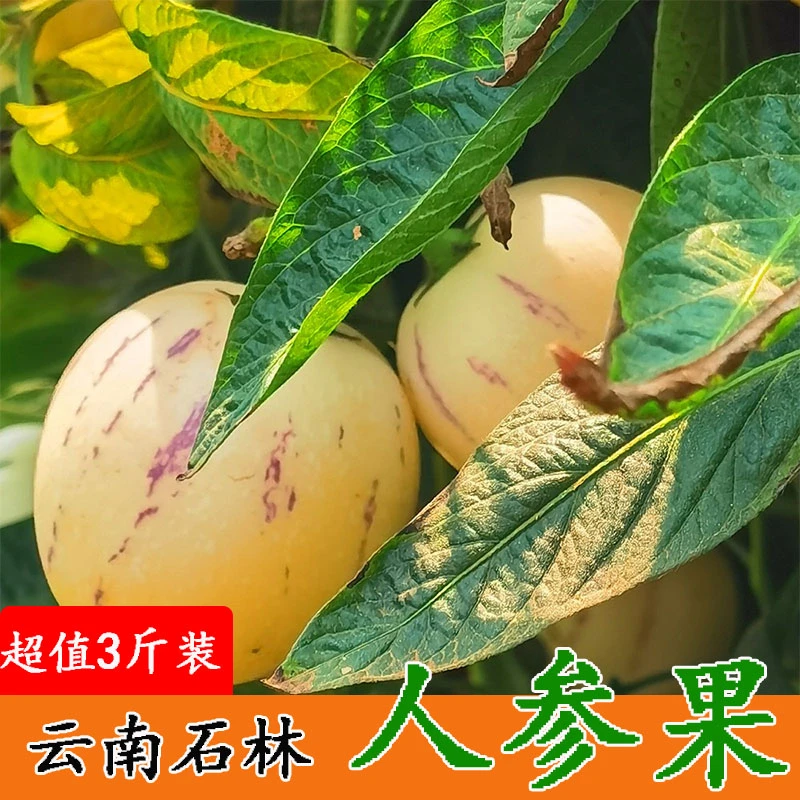 【主播专享】云南特产石林人参果3斤5斤水果基地直发黄肉圆果包邮