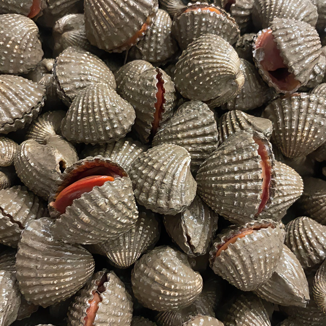 迷你小号血蛤泥蚶银蚶新鲜白灼带泥活鲜潮汕生腌血蚶特色美食刺身
