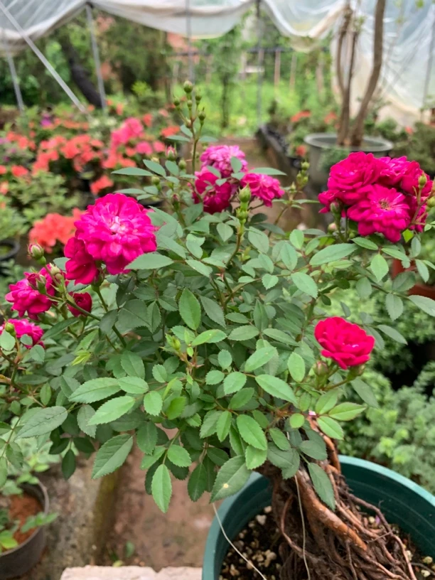 紫红微月无刺蔷薇根嫁接（一物一拍）