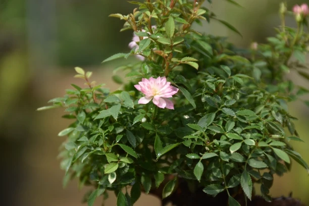 瑾荷月季迷你蔷薇多季开花微型月季