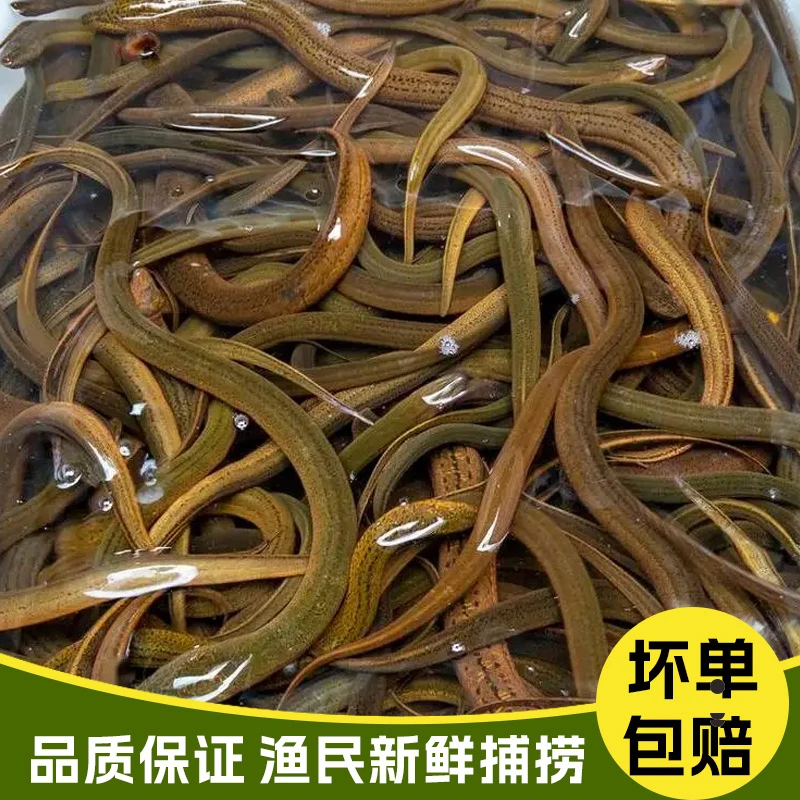 大林水产野生黄鳝  野生鳝鱼 土鳝鱼活发鳝鱼