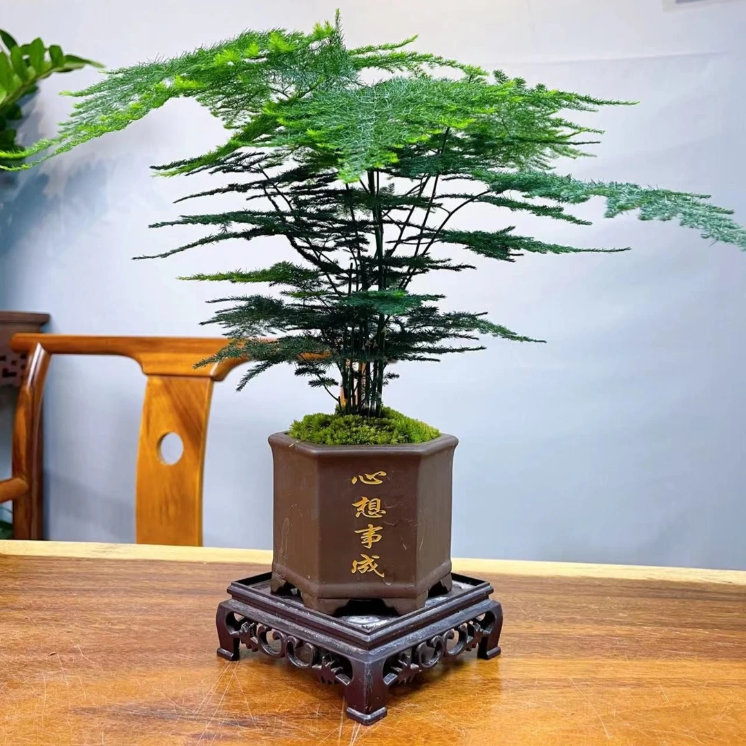 (心想事成)造型文竹带盆带底座带苔藓办公桌绿植盆景