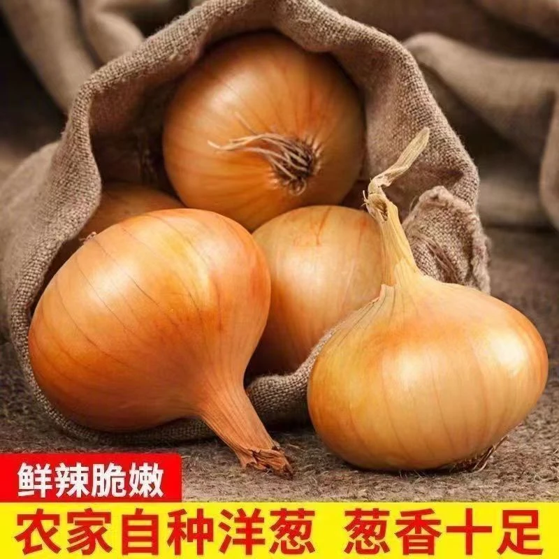 (比红洋葱甜)新鲜黄皮洋葱白肉生吃脆甜黄皮大洋葱葱头蔬菜5斤装