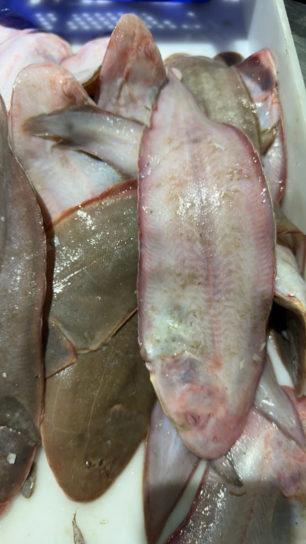 【小花家】舌头鱼 一份4斤（稍大）