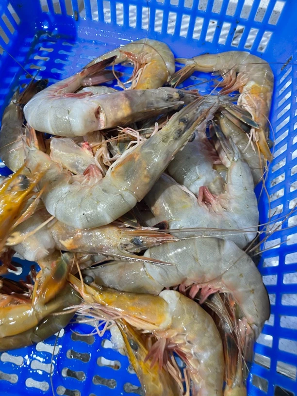 残虾(冷冻发货)