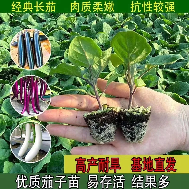 高产茄子苗带土发青茄子紫茄子黑长茄子圆茄子四季盆栽地栽蔬菜苗
