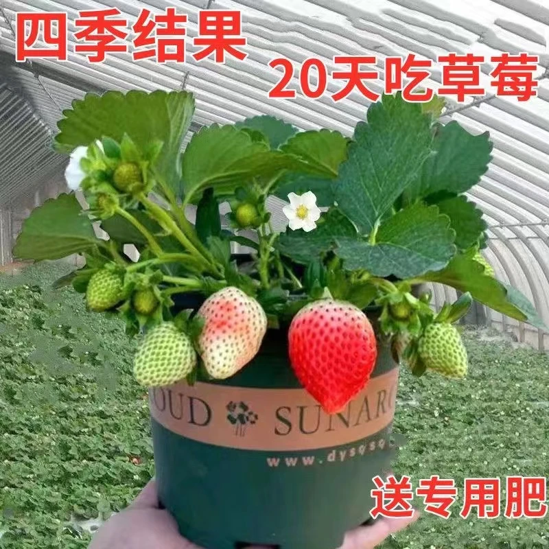 四季草莓苗奶油草莓红颜草莓原盆原土发货盆栽现挖现发当年结果