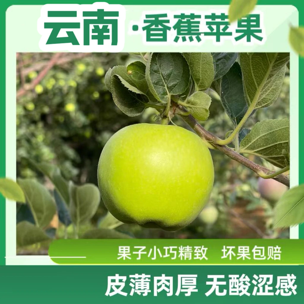 【纯甜无酸】2025头茬新鲜小苹果 青香蕉 云南昭通高原产告别冷库果
