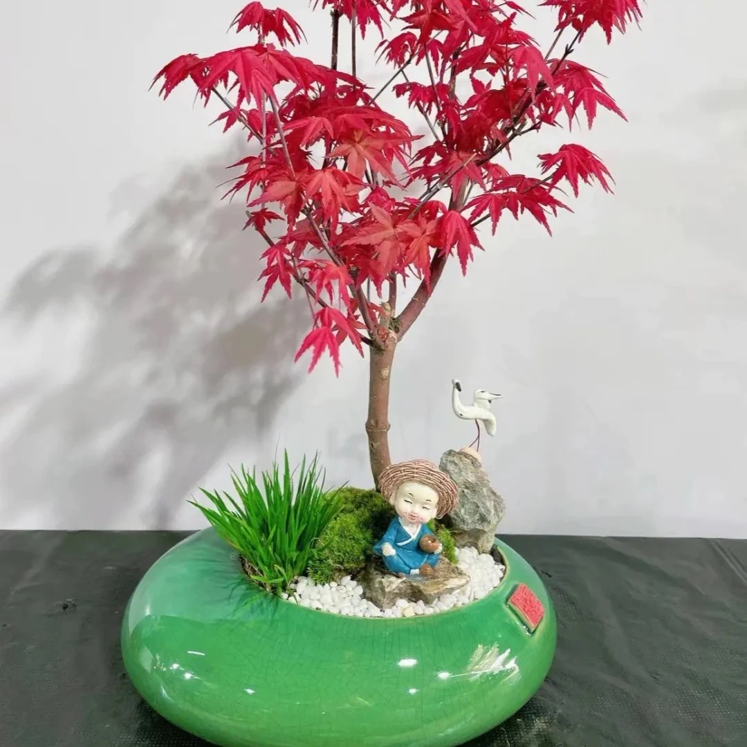 红舞姬 造型矮桩 盆栽地栽室内室外绿植 植物