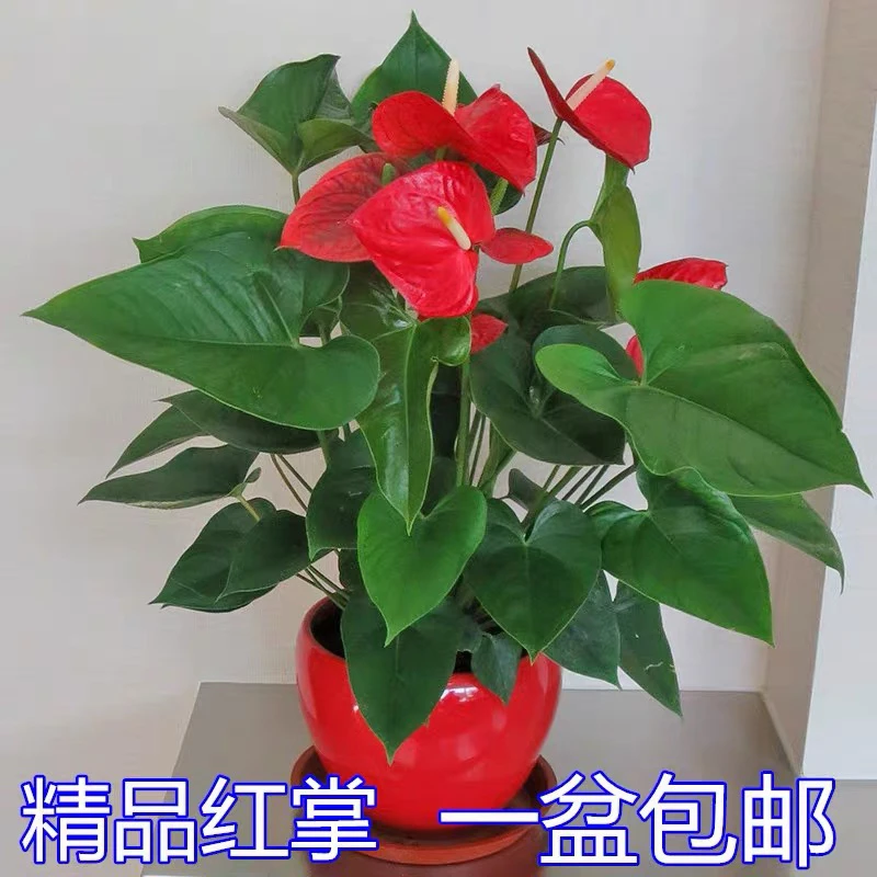 【带花发货】红掌粉掌白掌花室内水培土培盆栽四季开花卉植物绿植