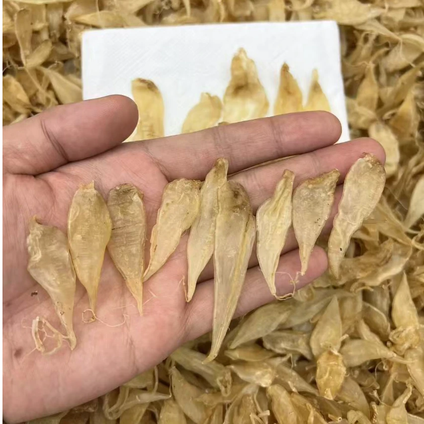 【广州源头批发】豆仁胶  鱼胶滋补正品