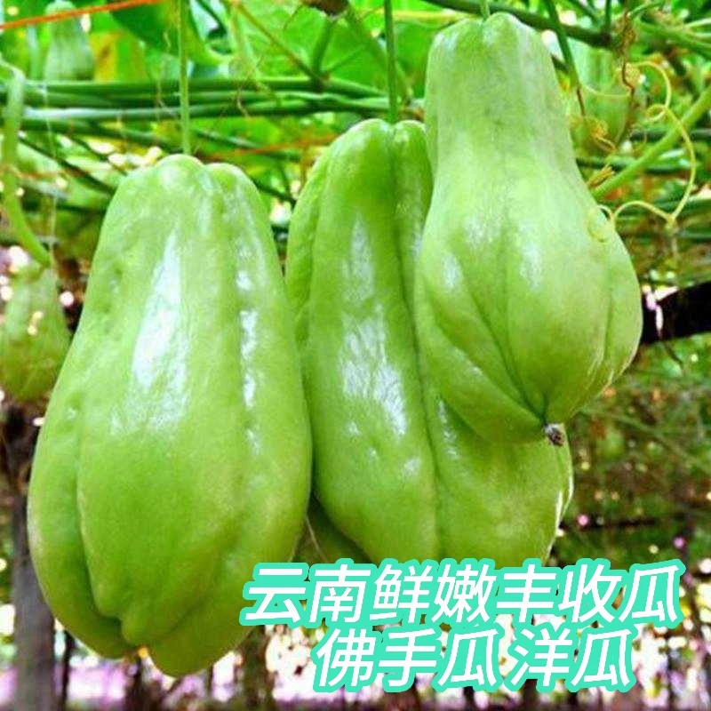 云南鲜嫩南瓜现摘丰收瓜佛手瓜洋瓜