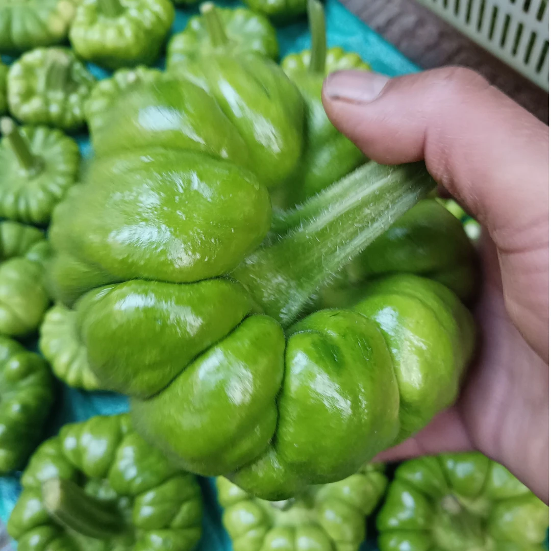 云南姜柄瓜小嫩瓜南瓜露天种植蔬菜产地直发农家菜