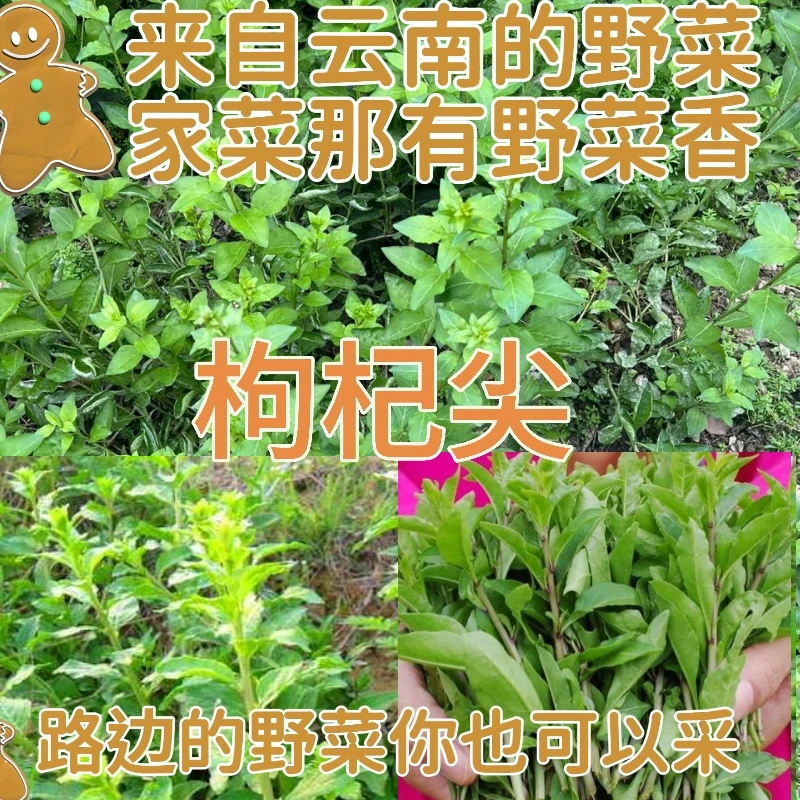 云南山毛野菜枸杞嫩尖菜现采现发