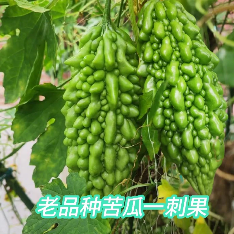 云南新鲜现摘苦瓜老品种刺果2号
