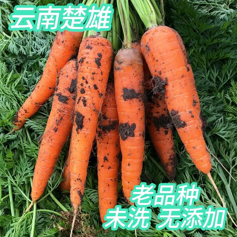 云南现挖生吃新鲜胡萝卜3号链
