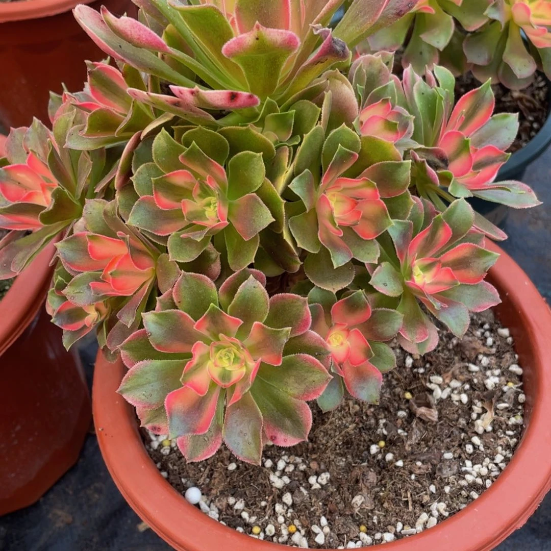 快*秀567香妃11111多肉