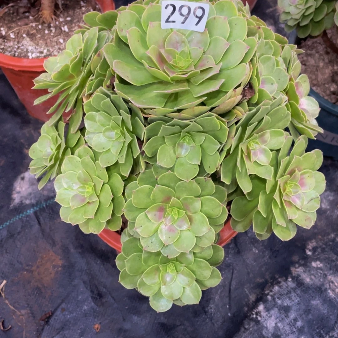 玲**?299万圣节111111多肉