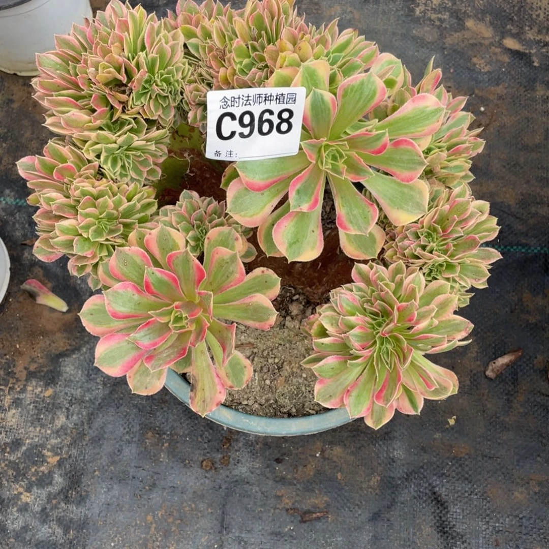 顿*968女神缀11111多肉