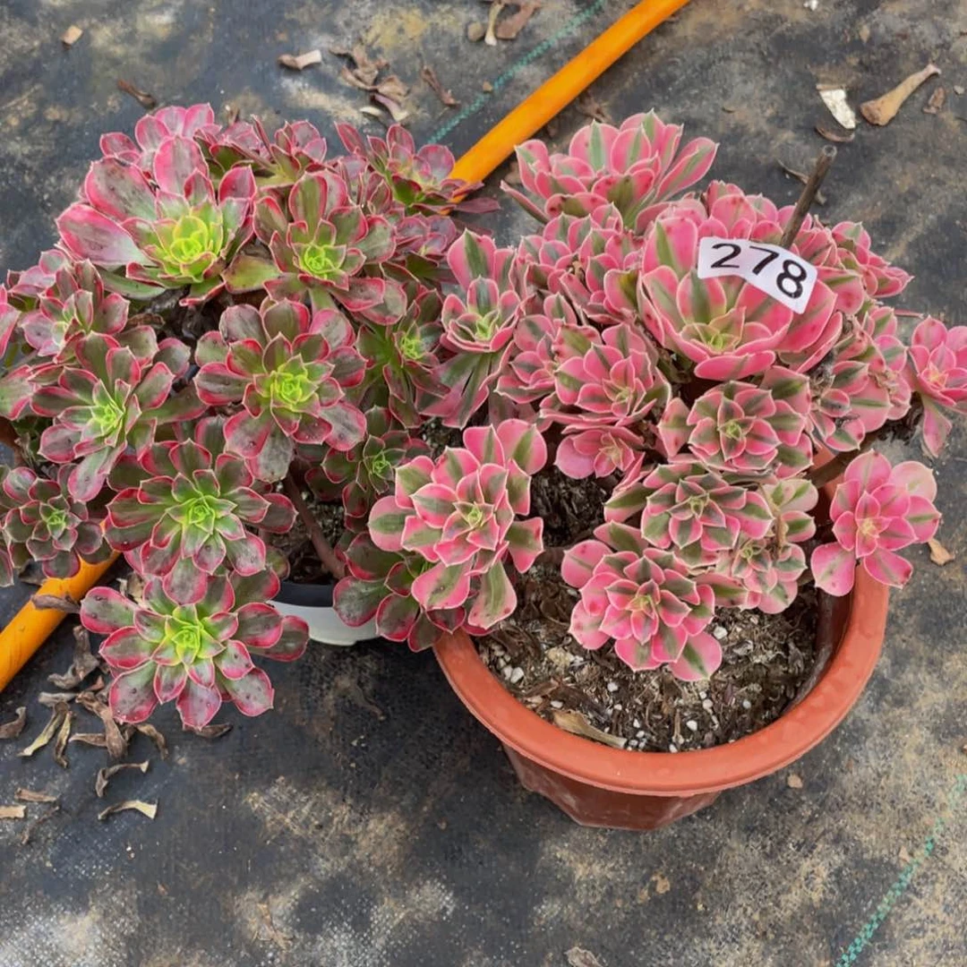 红*278两颗11111多肉