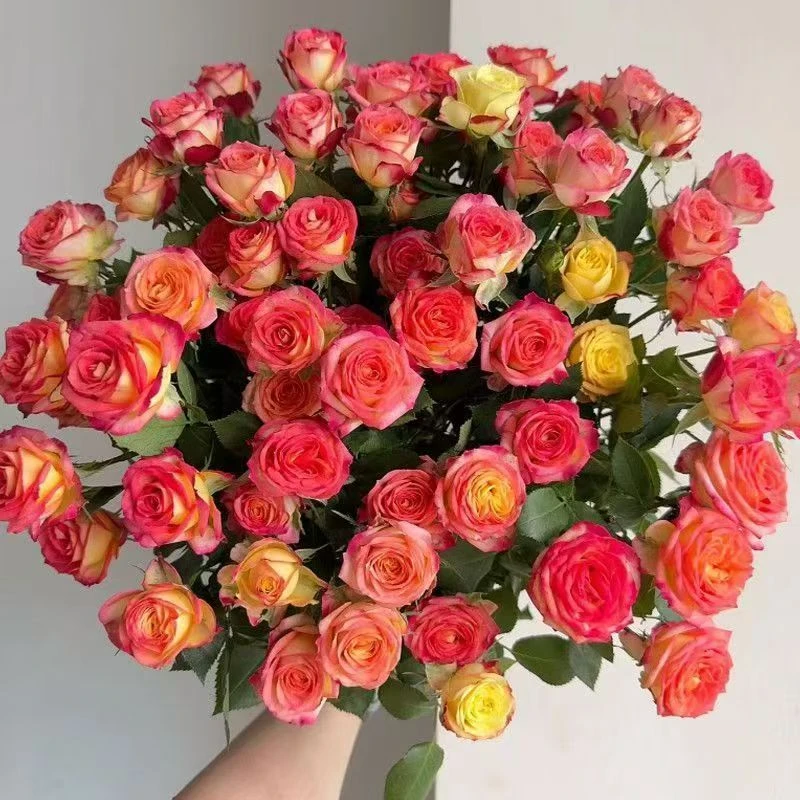 【爱丽丝玫瑰】店铺福利 店铺买满2单包邮  5单送配草