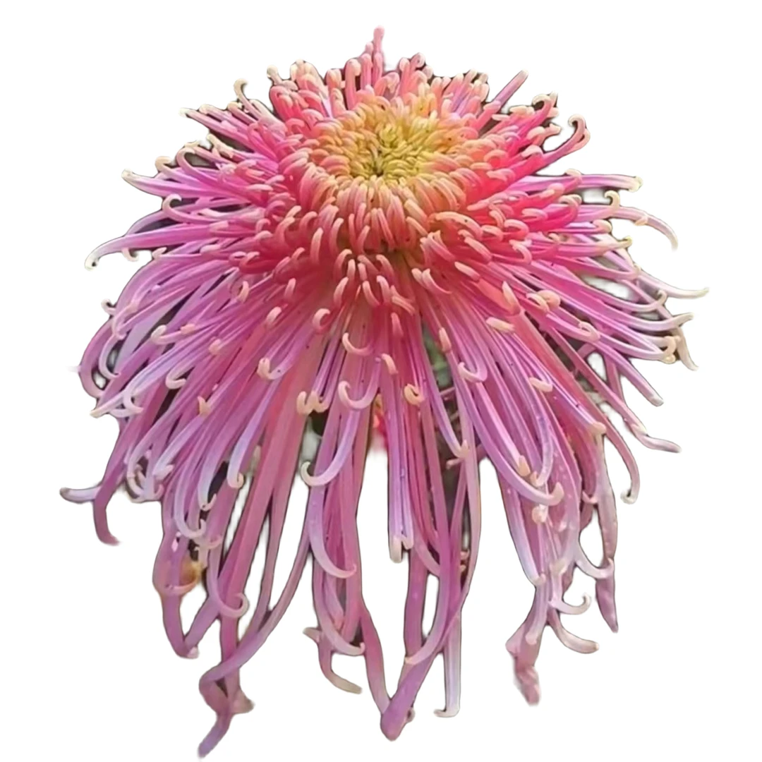 貂蝉拜月【带花苞发货】盆栽千头独本菊糖果甜心菊花卉养护耐寒光照