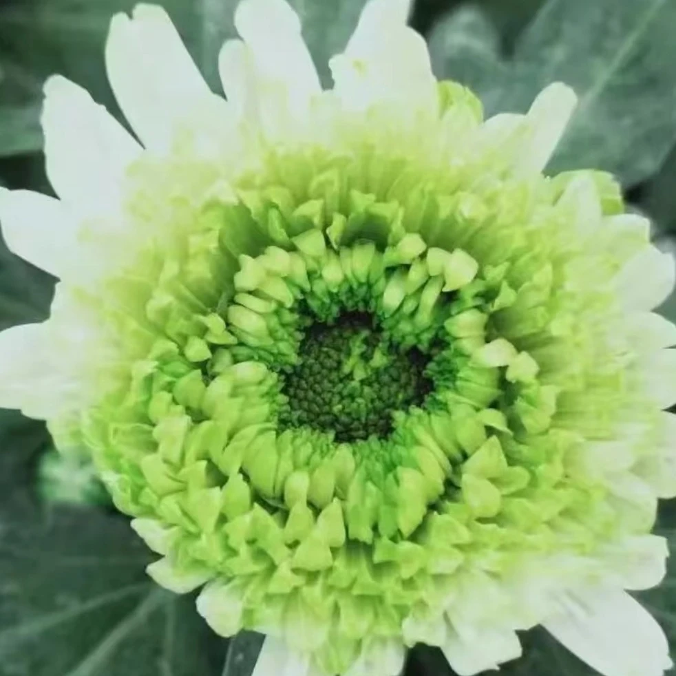 绿宝石菊【带花苞发货】盆栽百日寿千头菊花糖果甜心菊四季开花卉