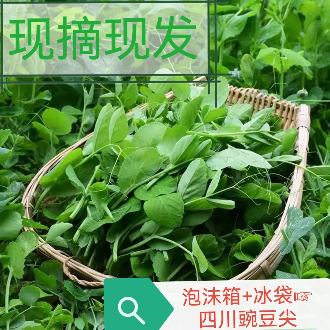 四川豌豆尖豆苗菜打火锅