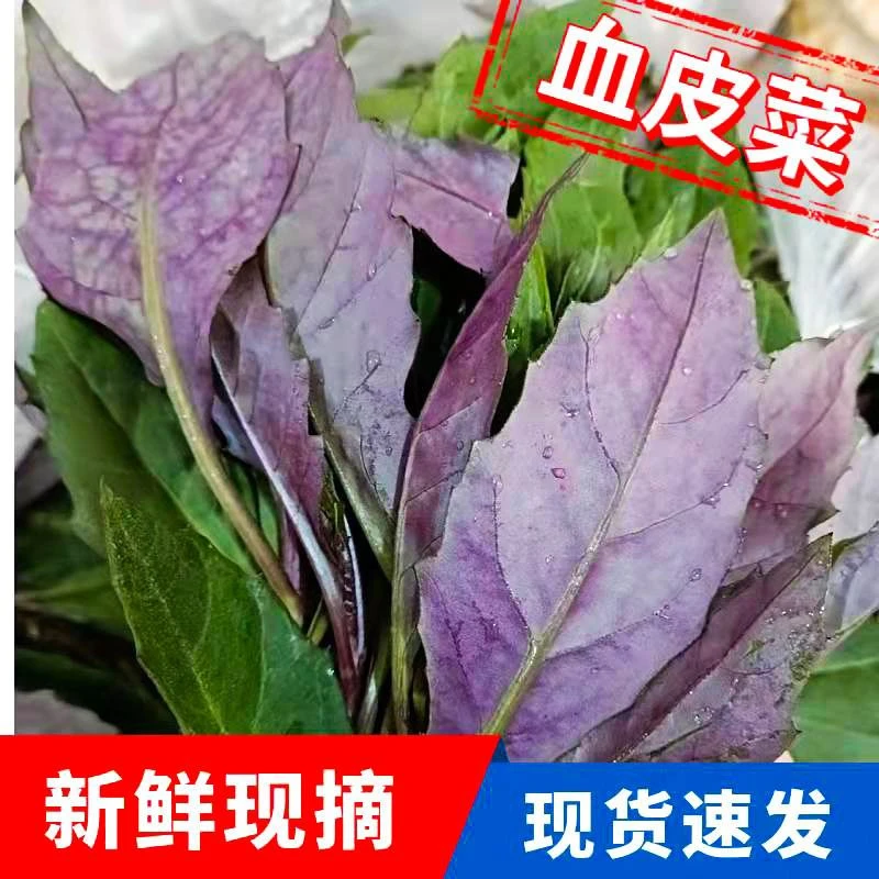 四川现摘现发血皮菜紫背菜农家自种时令蔬菜尝鲜四川餐馆特色菜