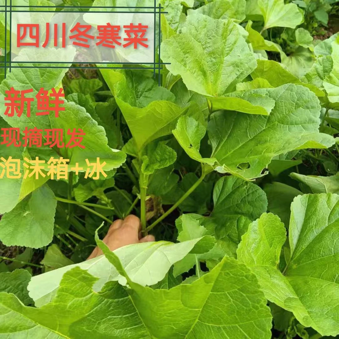 四川新鲜冬寒菜农家菜冬苋菜时令蔬菜东汉菜野菜钙菜露天种植蔬菜