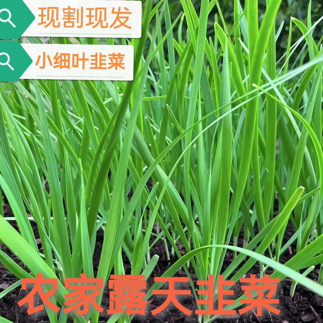 农家新鲜韭菜小细叶韭菜现割现发时令蔬菜当季蔬菜鲜嫩多汁包邮