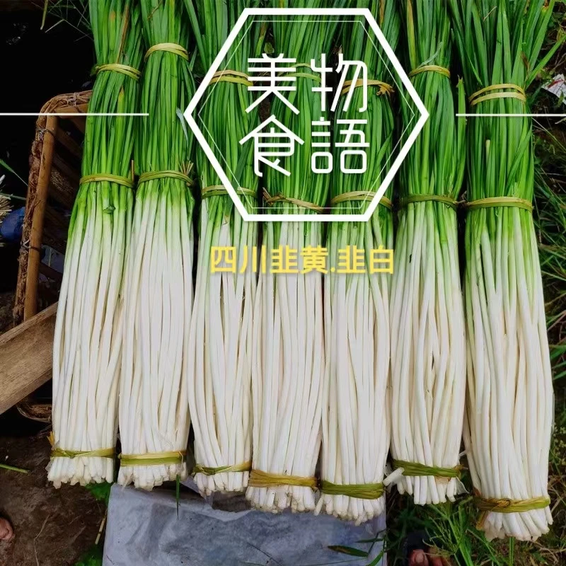 四川韭白非韭黄韭菜农家自种时令蔬菜烧烤炒菜包饺子川菜馆盐帮菜