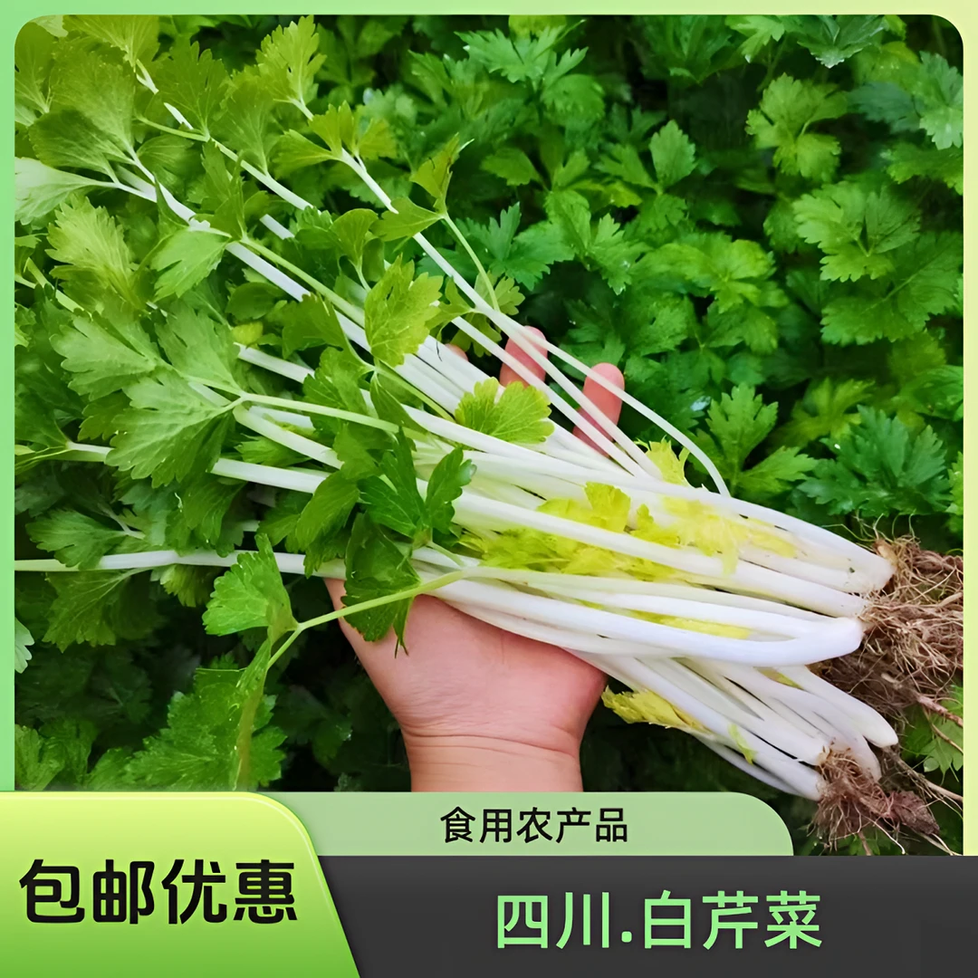 四川白芹菜新鲜农家自种现摘现发美味时令蔬菜1斤2斤3斤5斤包邮