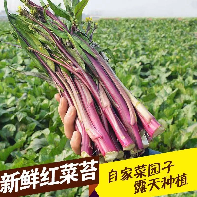 四川红油菜农户现摘现发时令蔬菜细嫩爽口清炒红油菜苔洪山菜苔