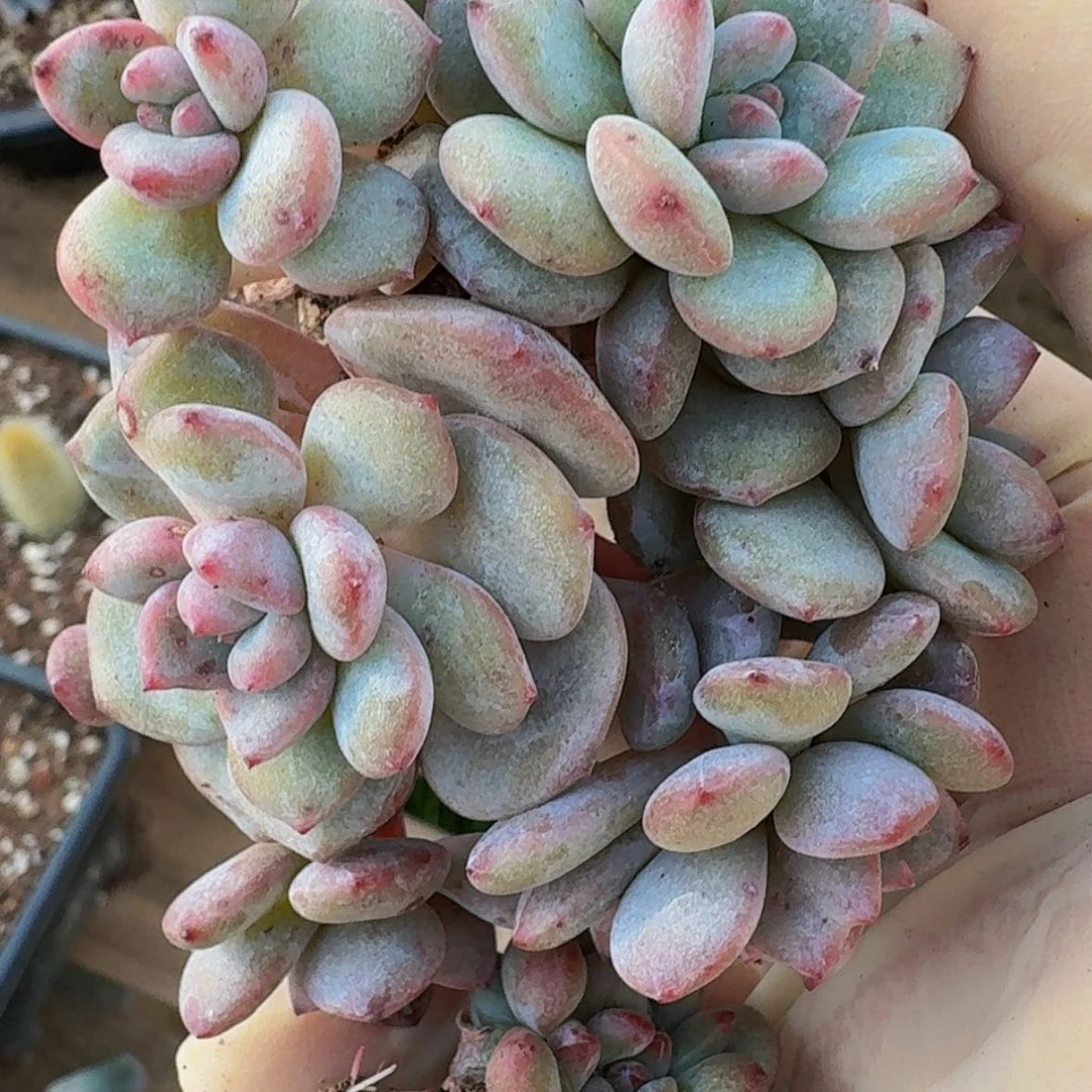 【闪购商品】虹默认砍两颗一物一拍不退不换