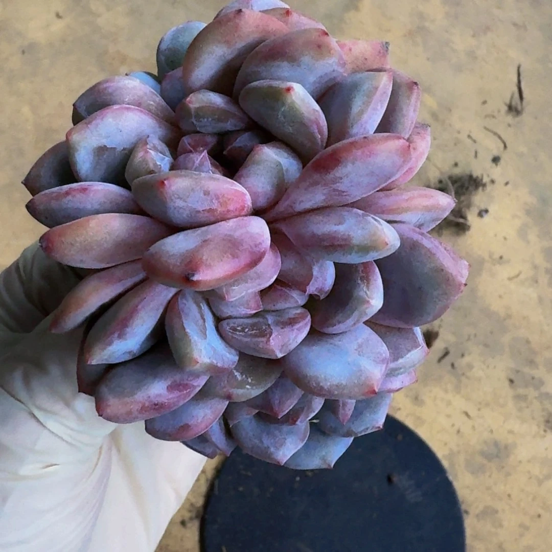 【闪购商品】麦*星影