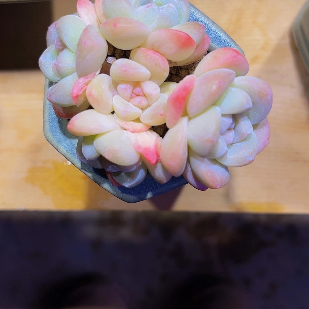 【闪购商品】宝*冰玉